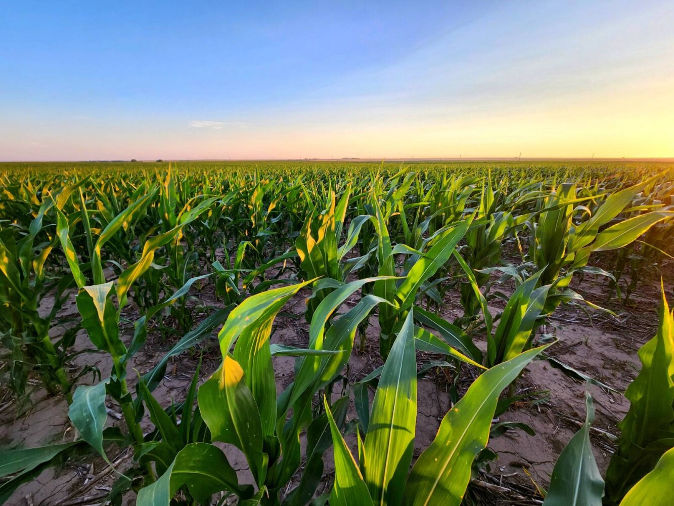 Land for Sale in Pawnee County, KS (8 of 55)