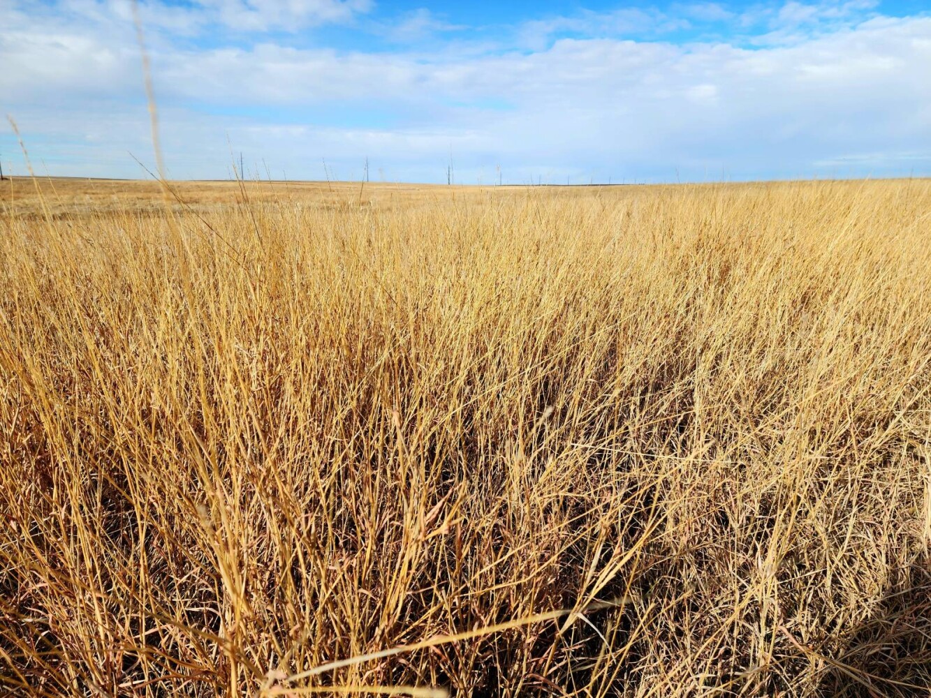 Land for Sale in Pawnee County, KS (9 of 55)