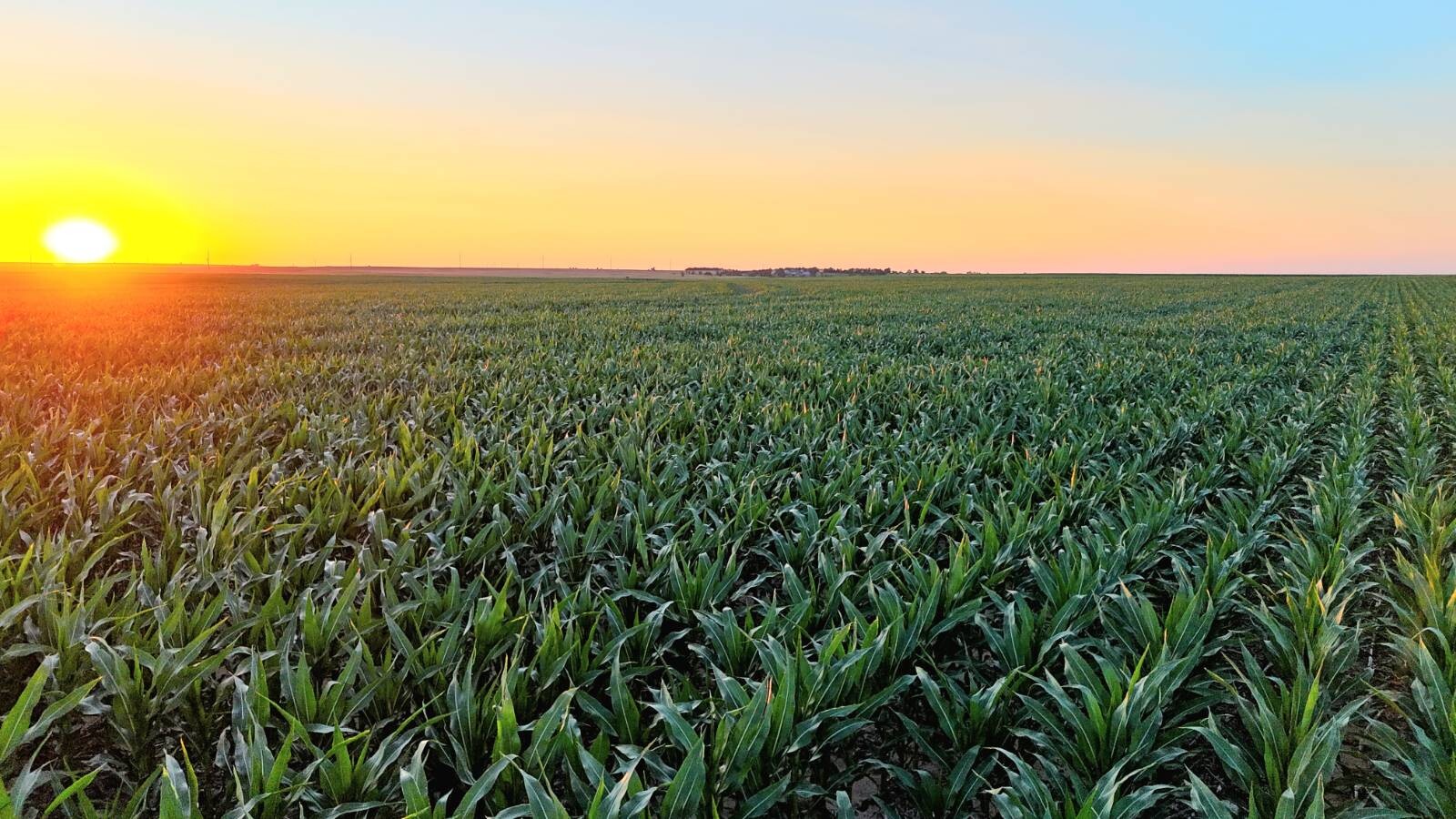Land for Sale in Pawnee County, KS (33 of 55)