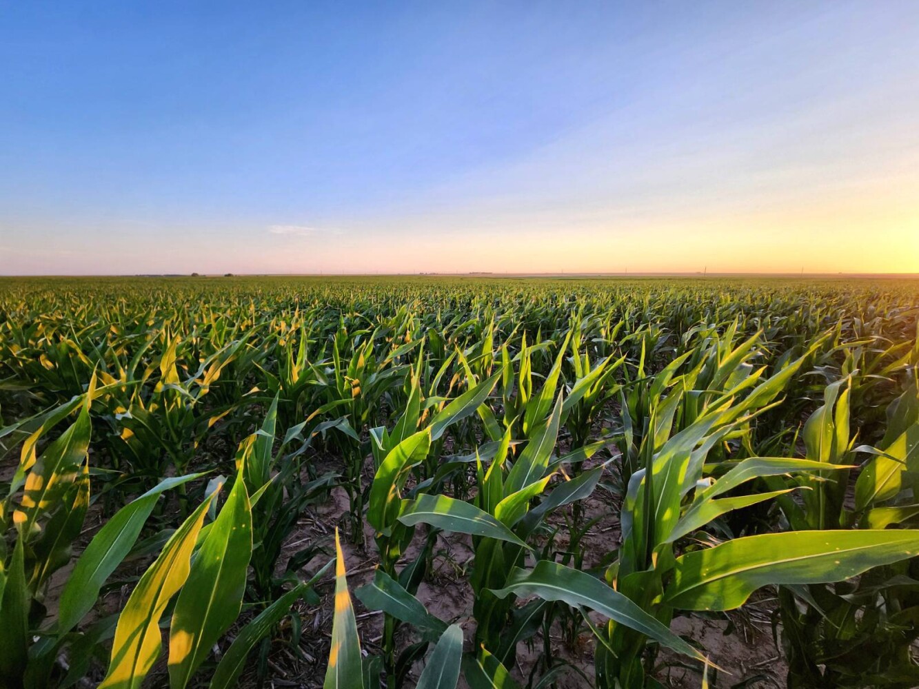 Land for Sale in Pawnee County, KS (36 of 55)