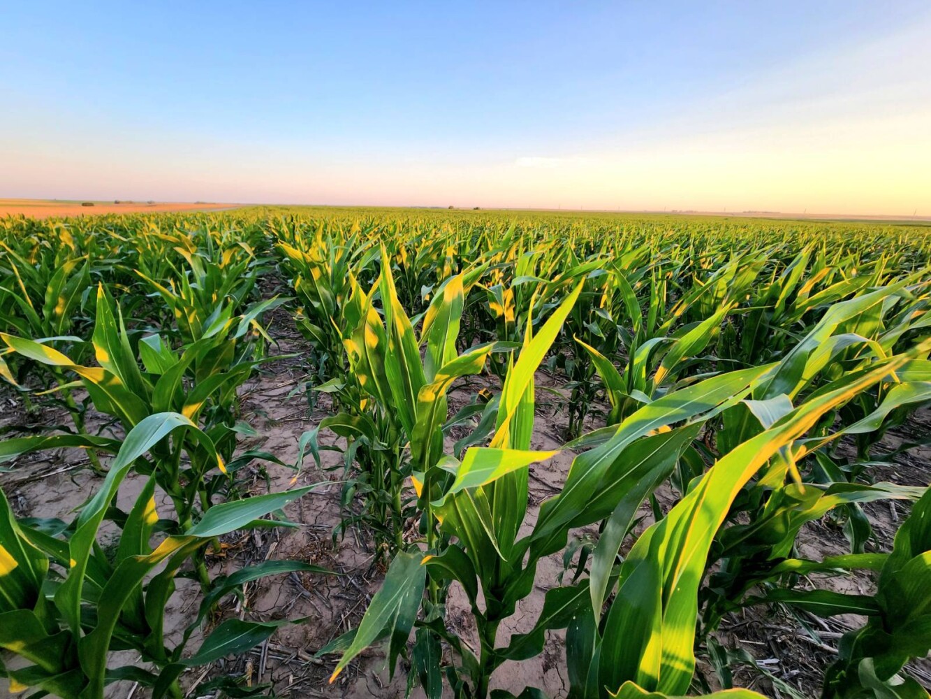 Land for Sale in Pawnee County, KS (42 of 55)