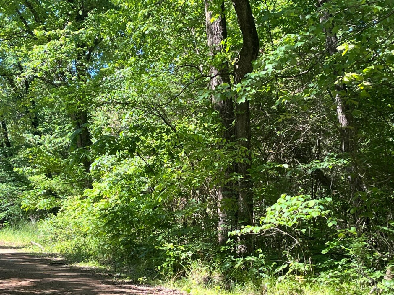 Land for Sale in Pushmataha County, OK (19 of 29)