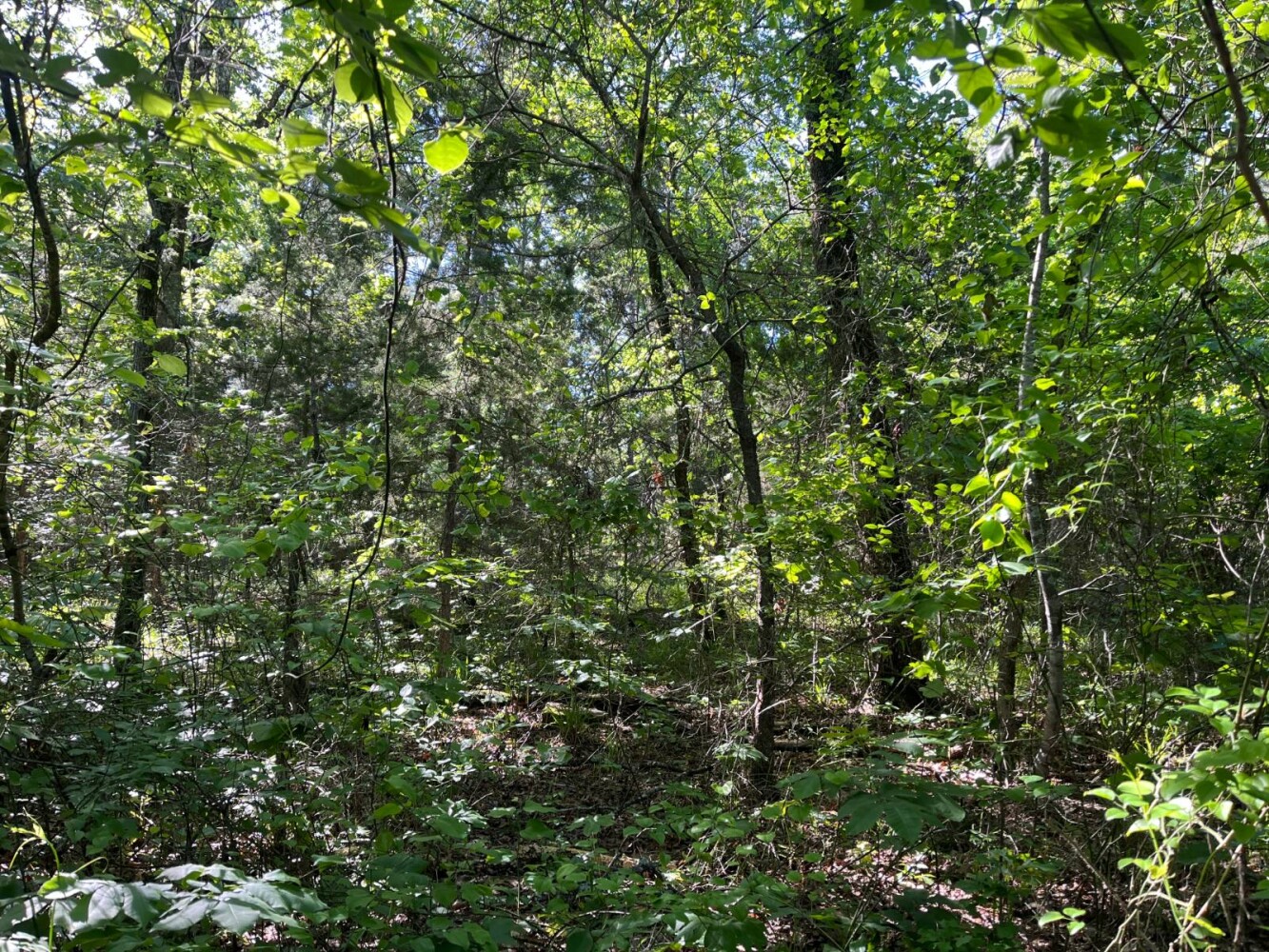 Land for Sale in Pushmataha County, OK (29 of 29)