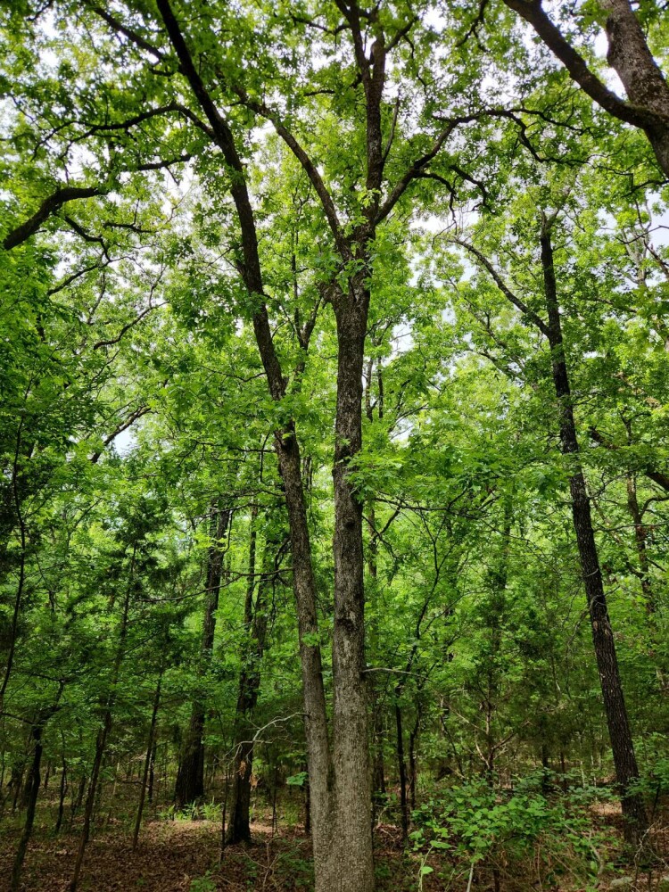 Land for Sale in Latimer County, OK (13 of 16)