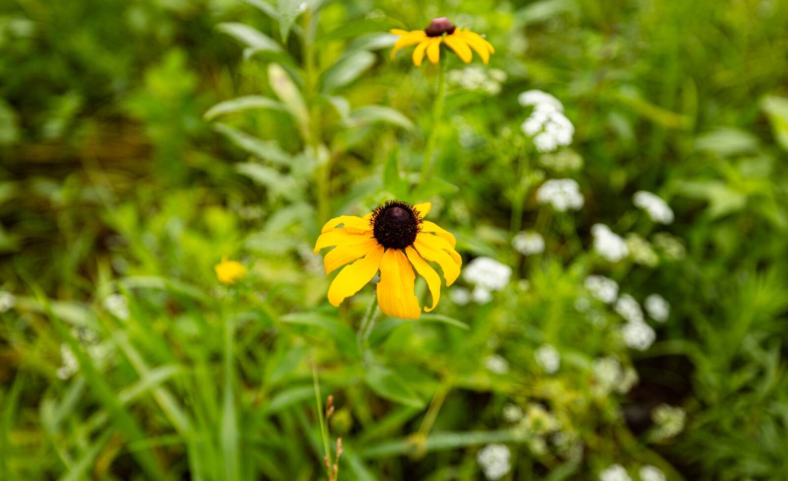 Land for Sale in Anderson County, KS (1 of 45)