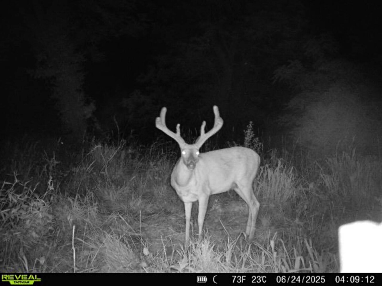 Land for Sale in Anderson County, KS (3 of 45)