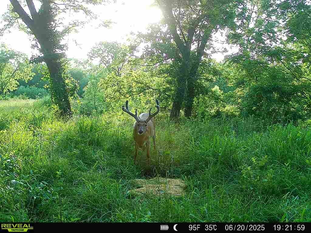 Land for Sale in Anderson County, KS (4 of 45)