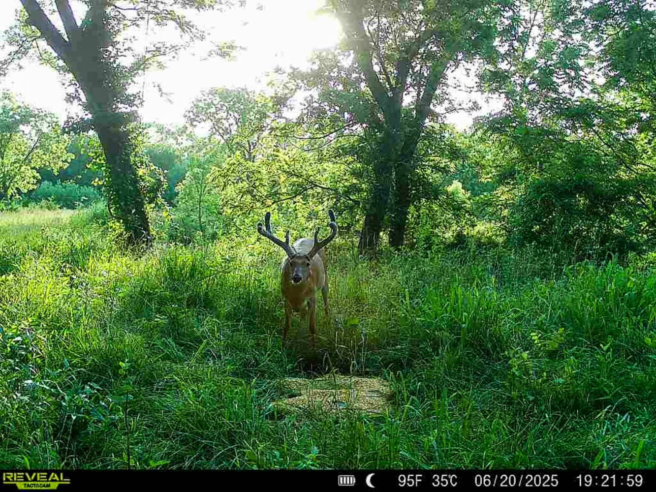 Land for Sale in Anderson County, KS (9 of 45)