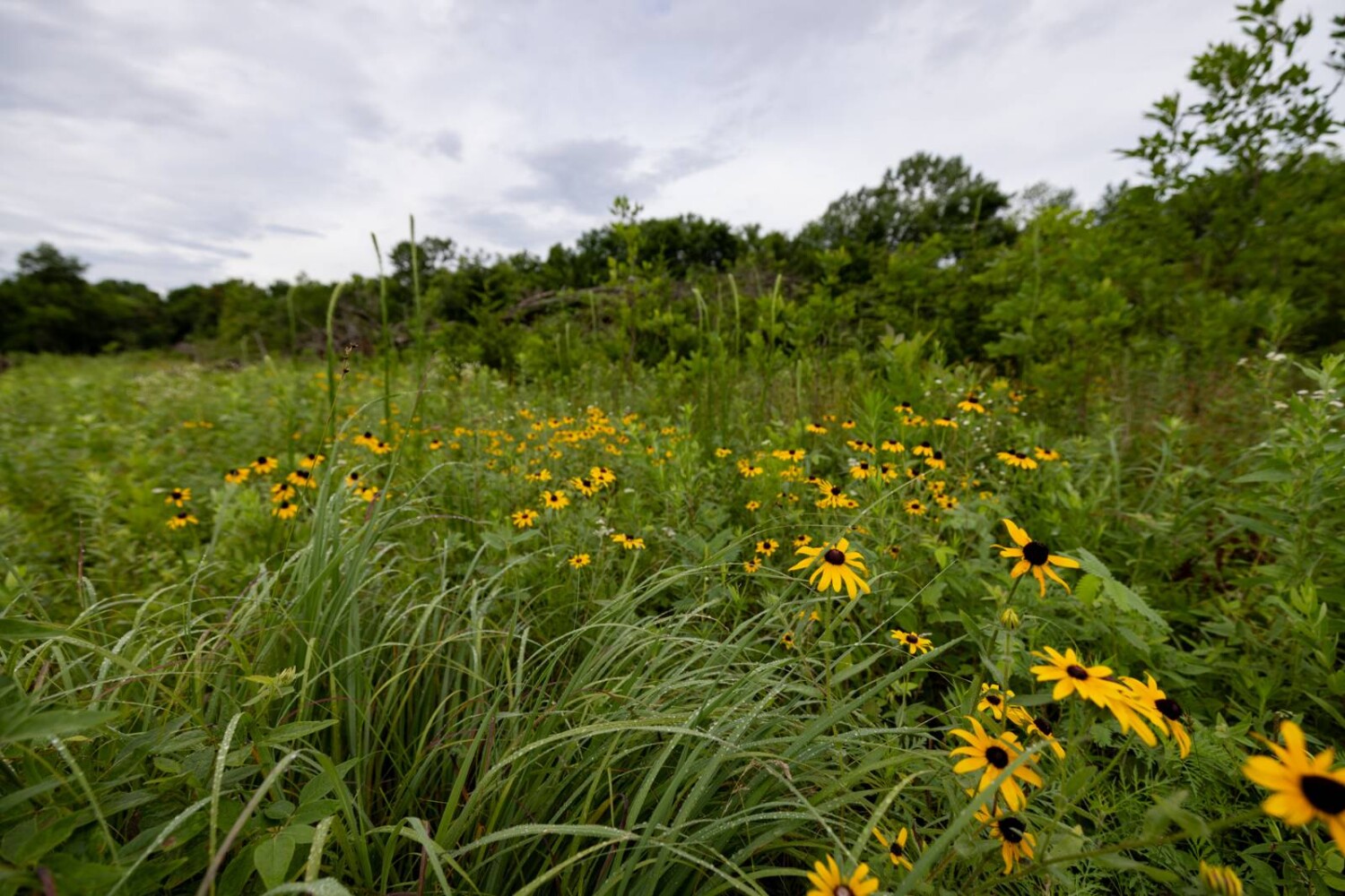 Land for Sale in Anderson County, KS (15 of 45)