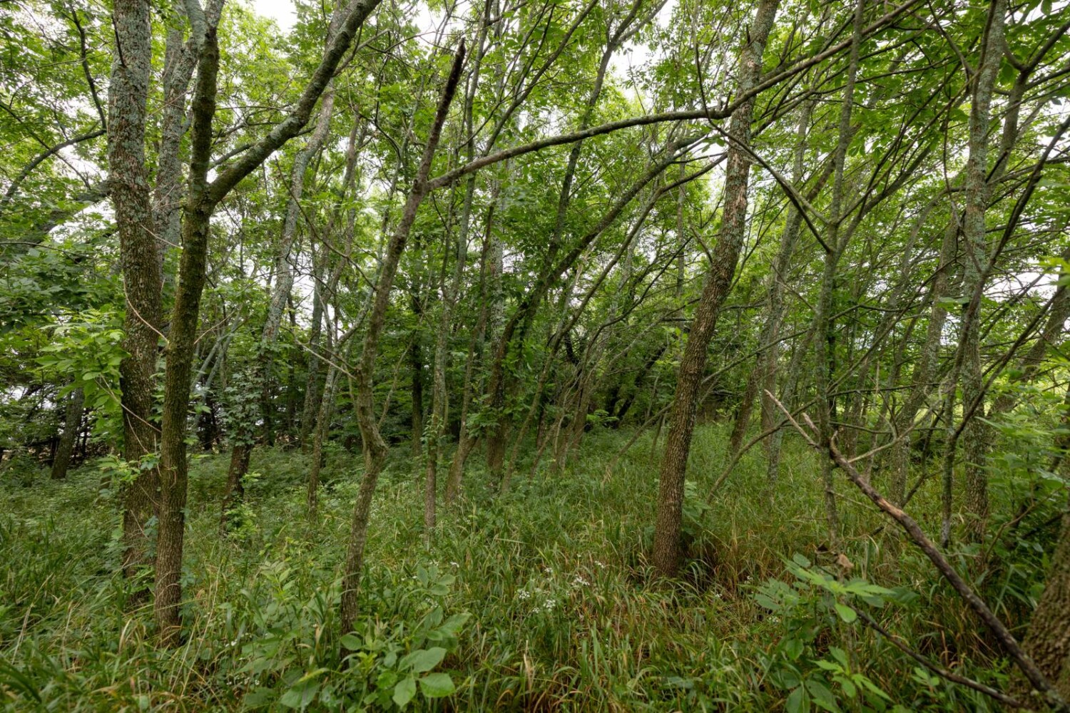 Land for Sale in Anderson County, KS (17 of 45)