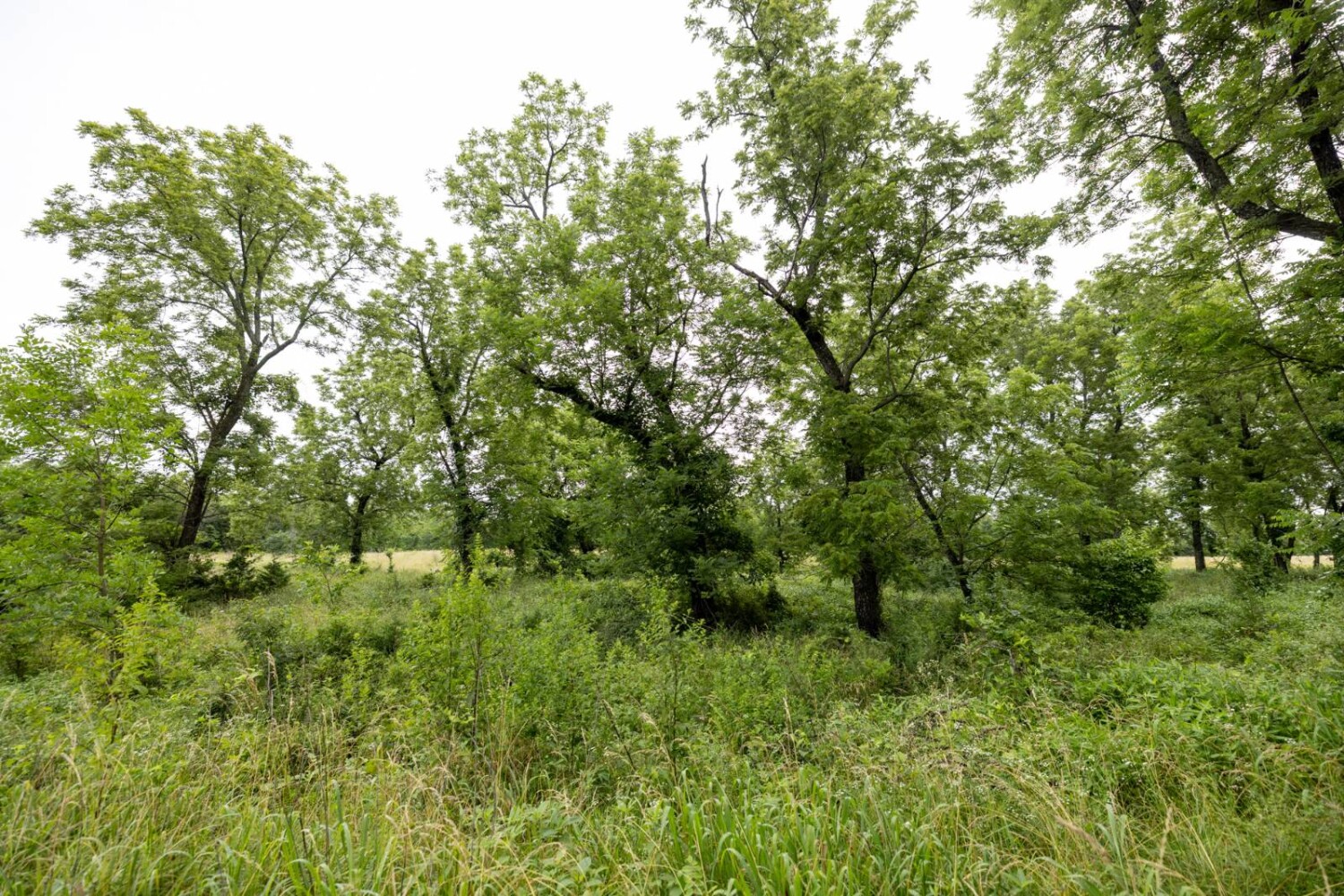 Land for Sale in Anderson County, KS (28 of 45)