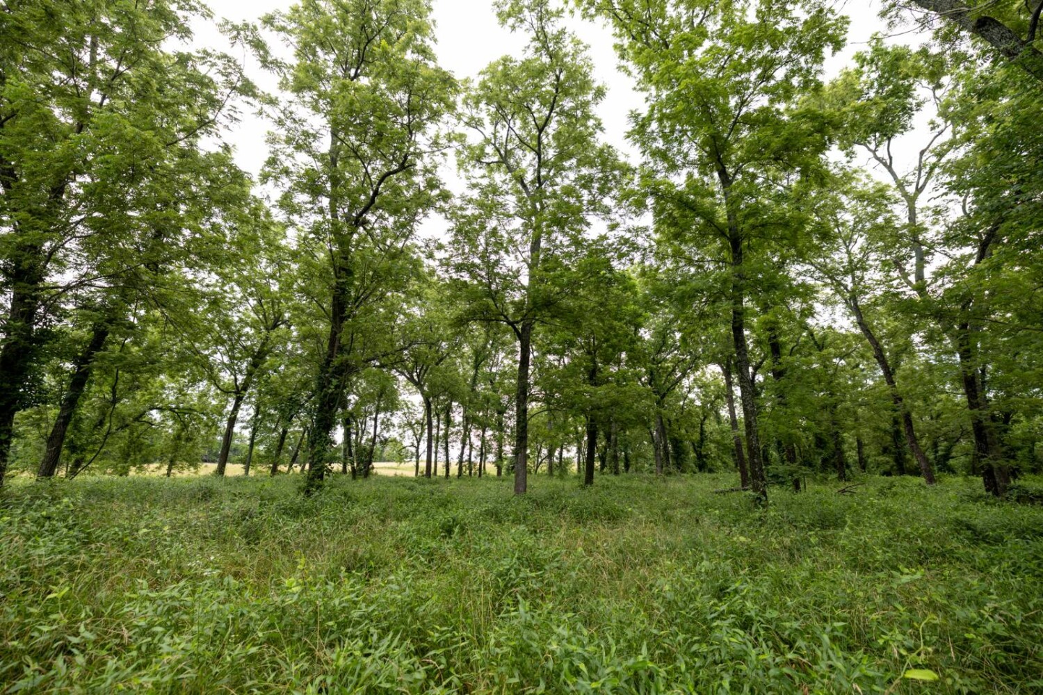 Land for Sale in Anderson County, KS (30 of 45)