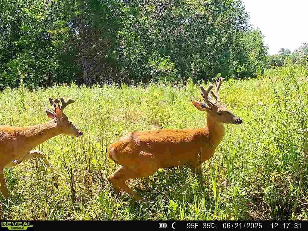 Land for Sale in Anderson County, KS (44 of 45)