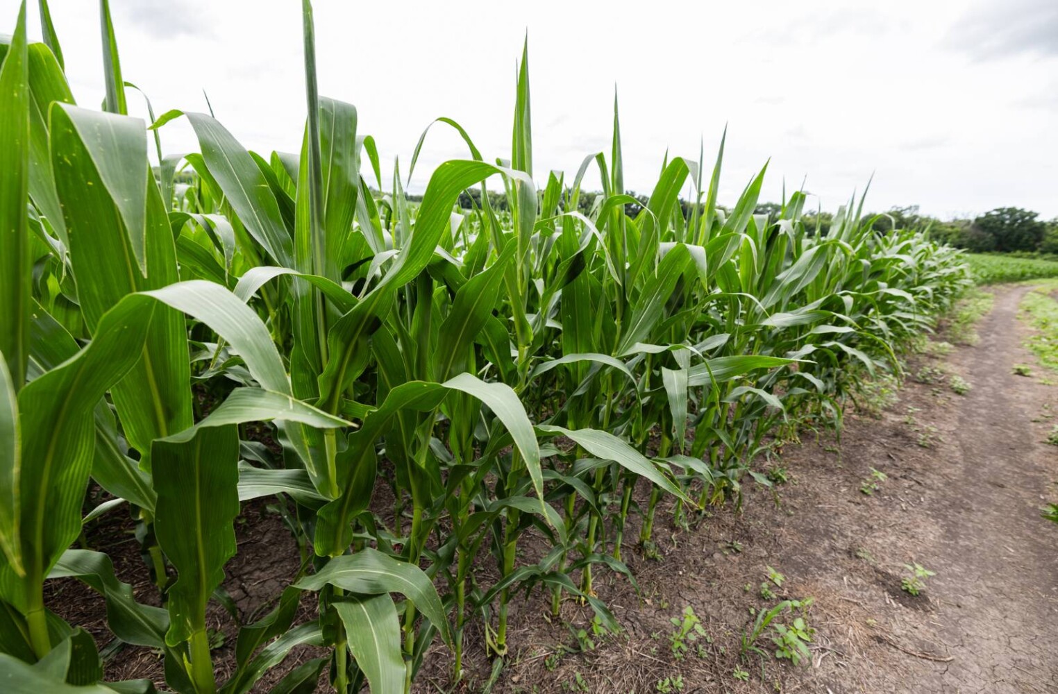 Land for Sale in Osage County, KS (6 of 40)