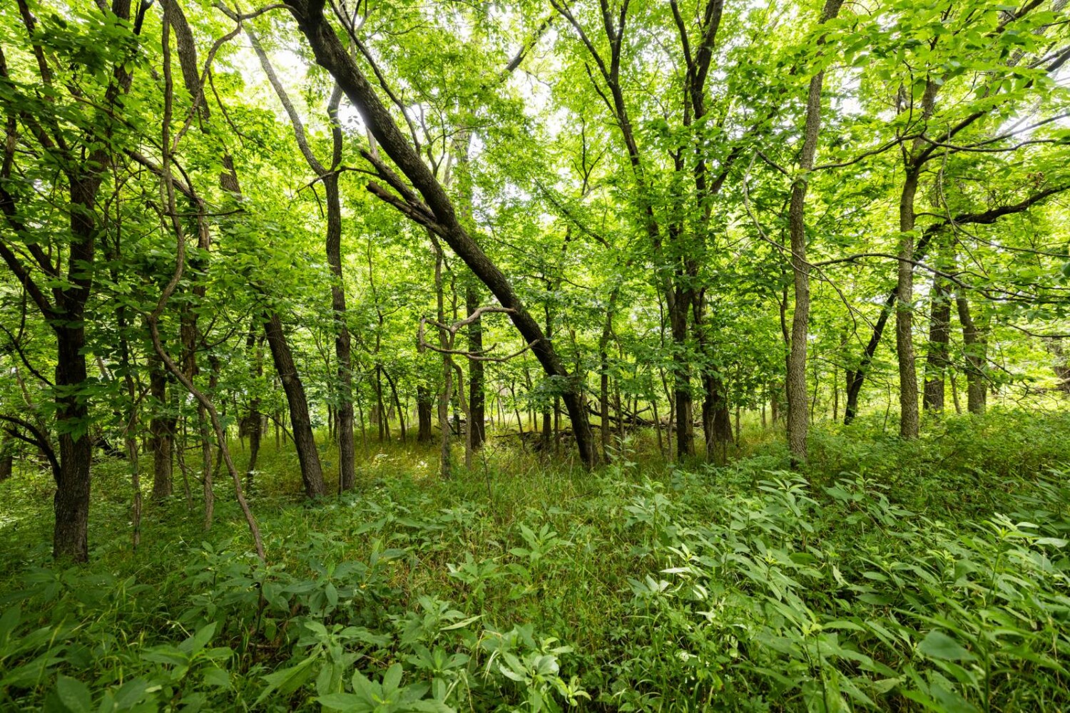 Land for Sale in Osage County, KS (15 of 40)