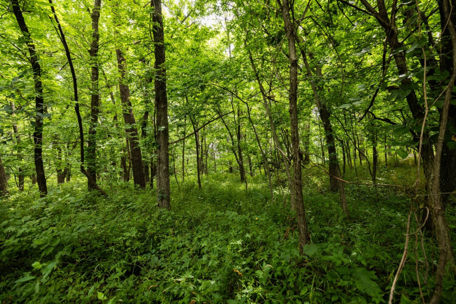 Land for Sale in Osage County, KS (16 of 40)