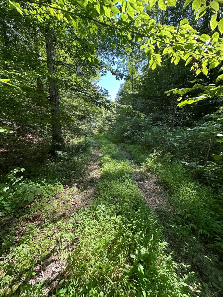Land for Sale in Casey County, KY (1 of 34)