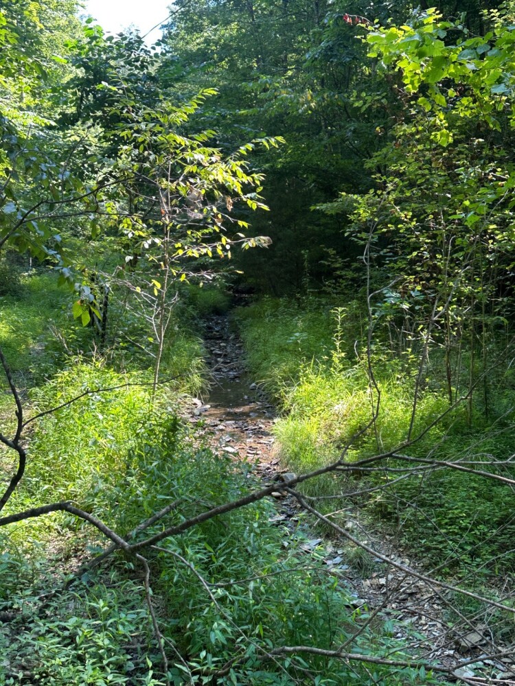 Land for Sale in Casey County, KY (2 of 34)