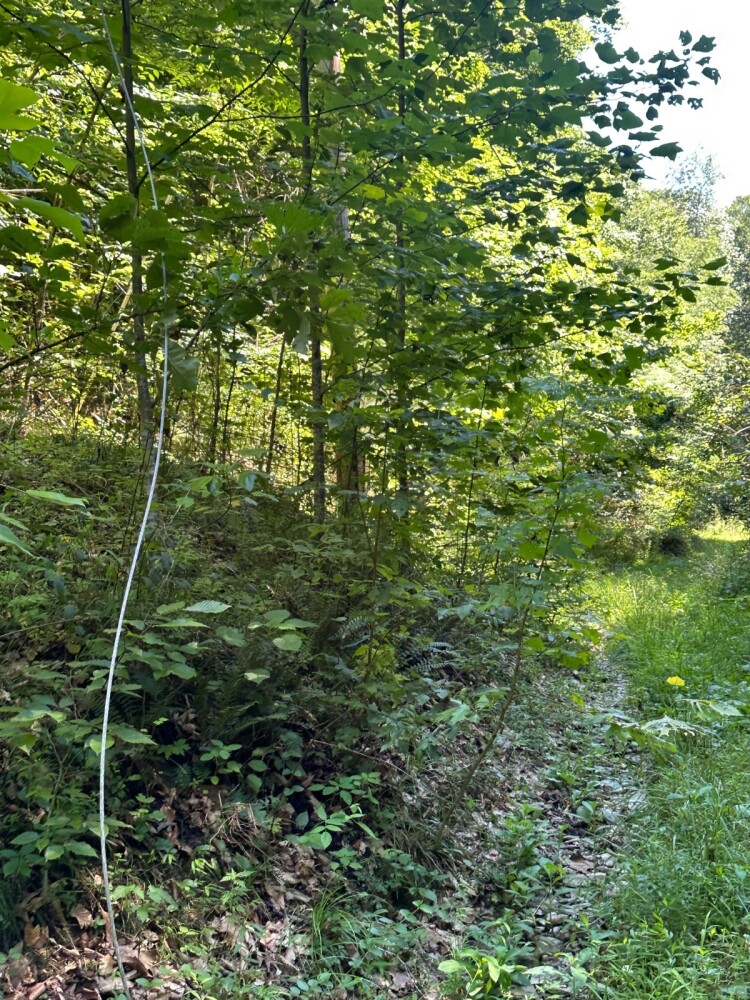 Land for Sale in Casey County, KY (4 of 34)