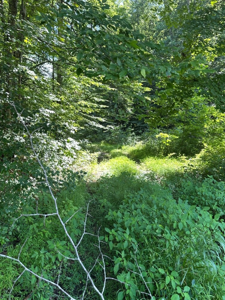 Land for Sale in Casey County, KY (7 of 34)