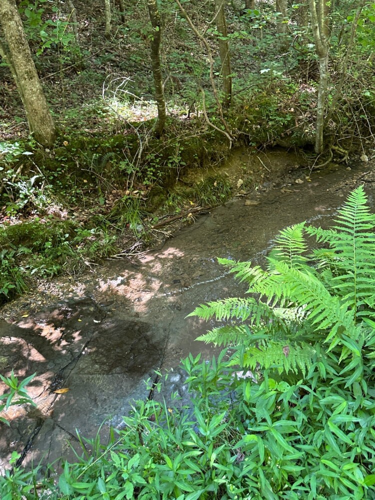 Land for Sale in Casey County, KY (8 of 34)