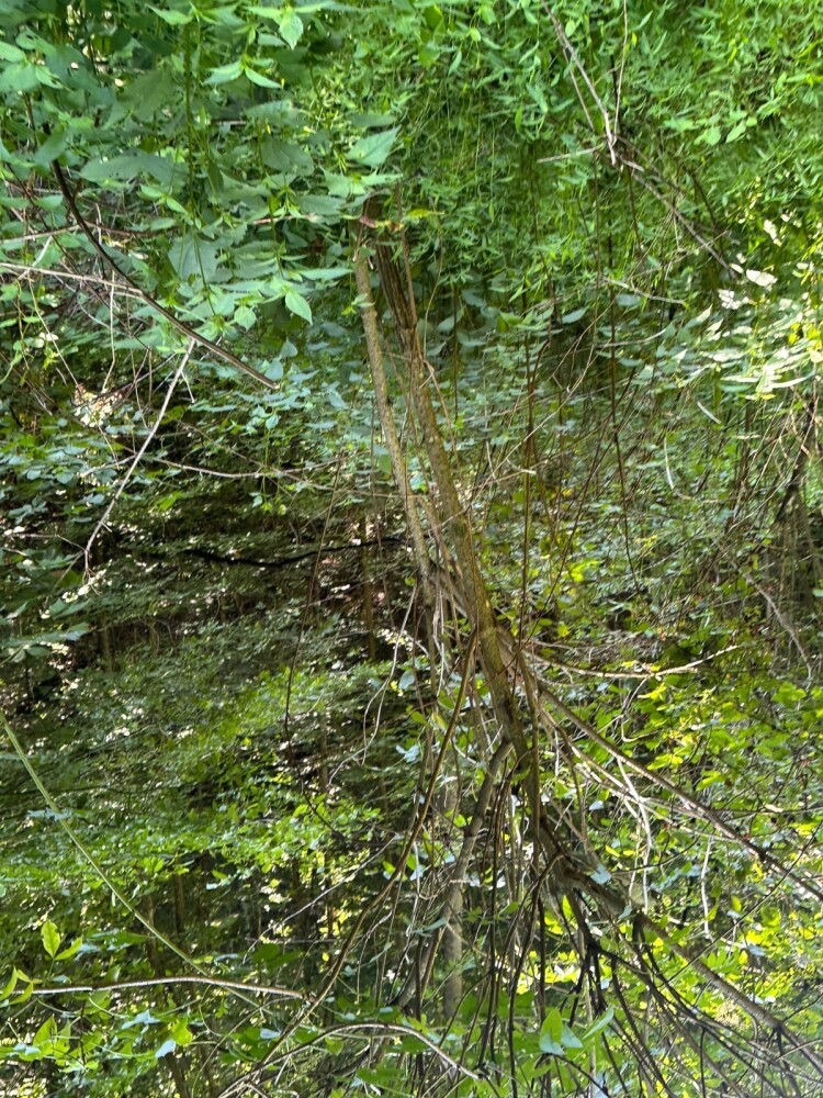 Land for Sale in Casey County, KY (9 of 34)