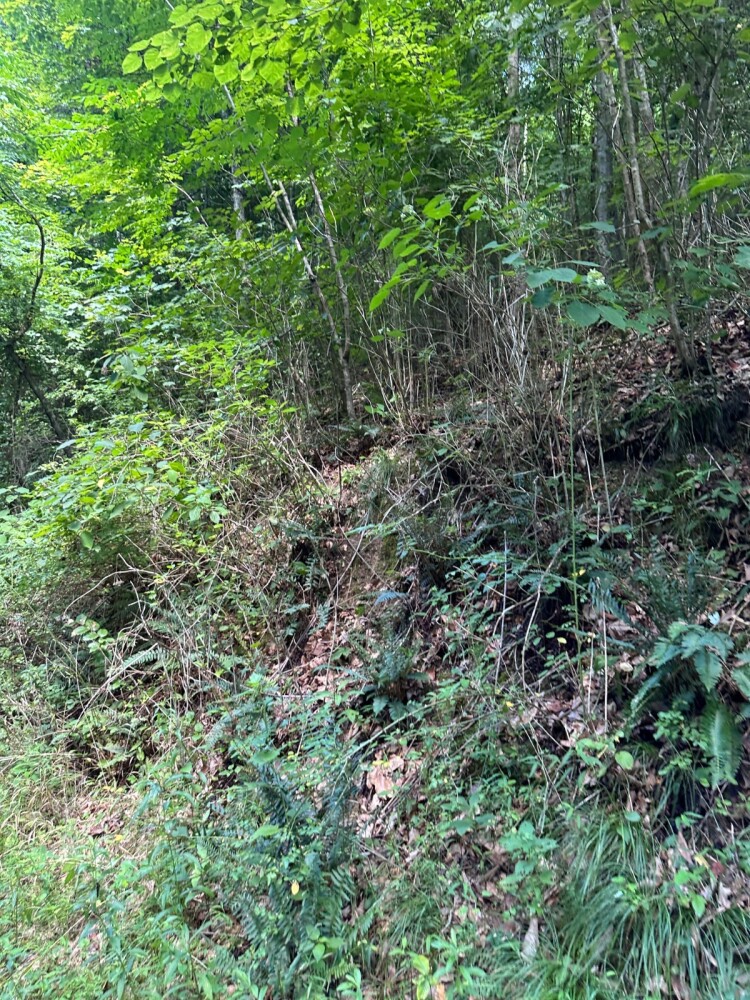 Land for Sale in Casey County, KY (14 of 34)