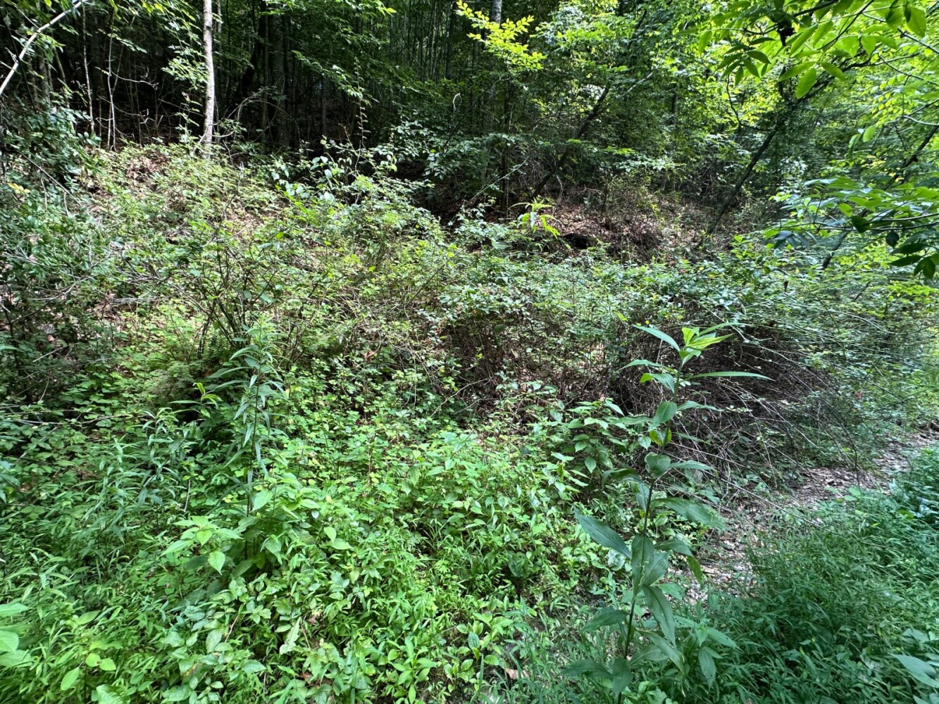 Land for Sale in Casey County, KY (15 of 34)