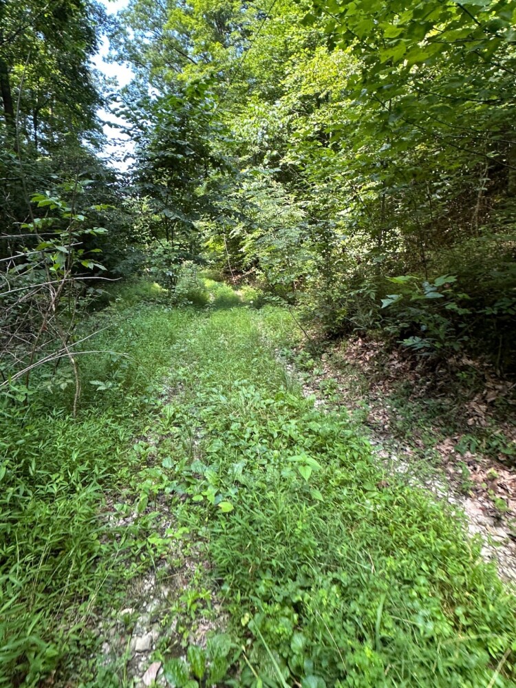 Land for Sale in Casey County, KY (16 of 34)