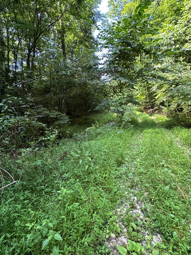 Land for Sale in Casey County, KY (17 of 34)