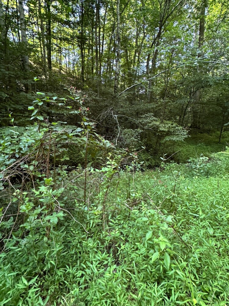 Land for Sale in Casey County, KY (18 of 34)