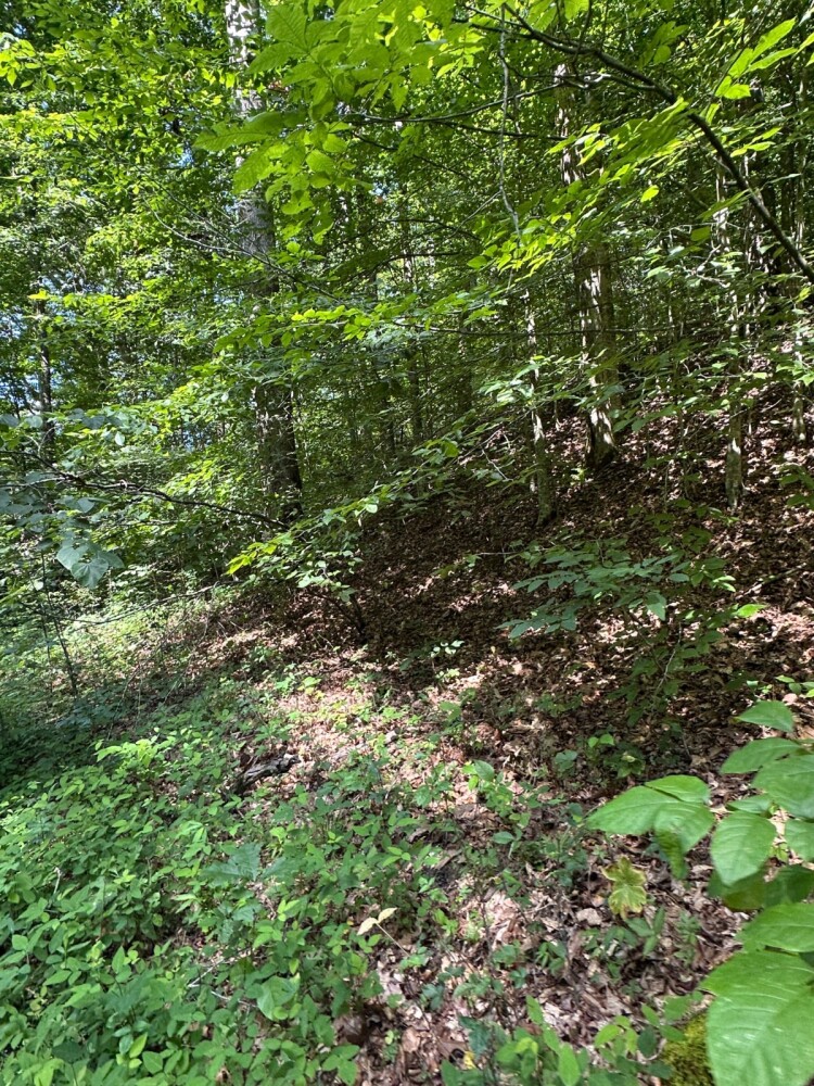 Land for Sale in Casey County, KY (21 of 34)
