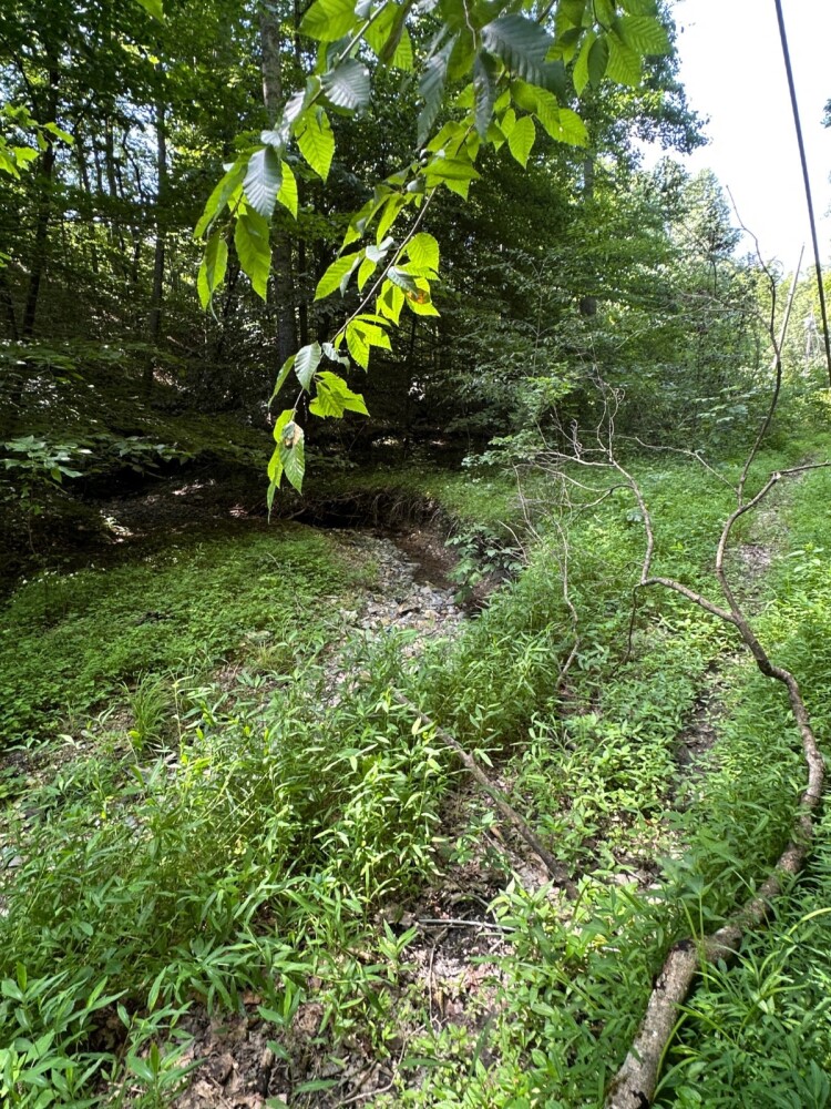Land for Sale in Casey County, KY (22 of 34)