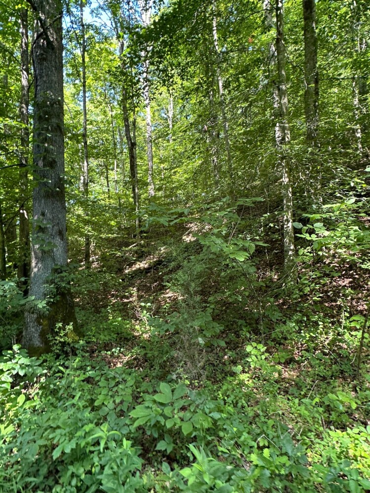 Land for Sale in Casey County, KY (23 of 34)