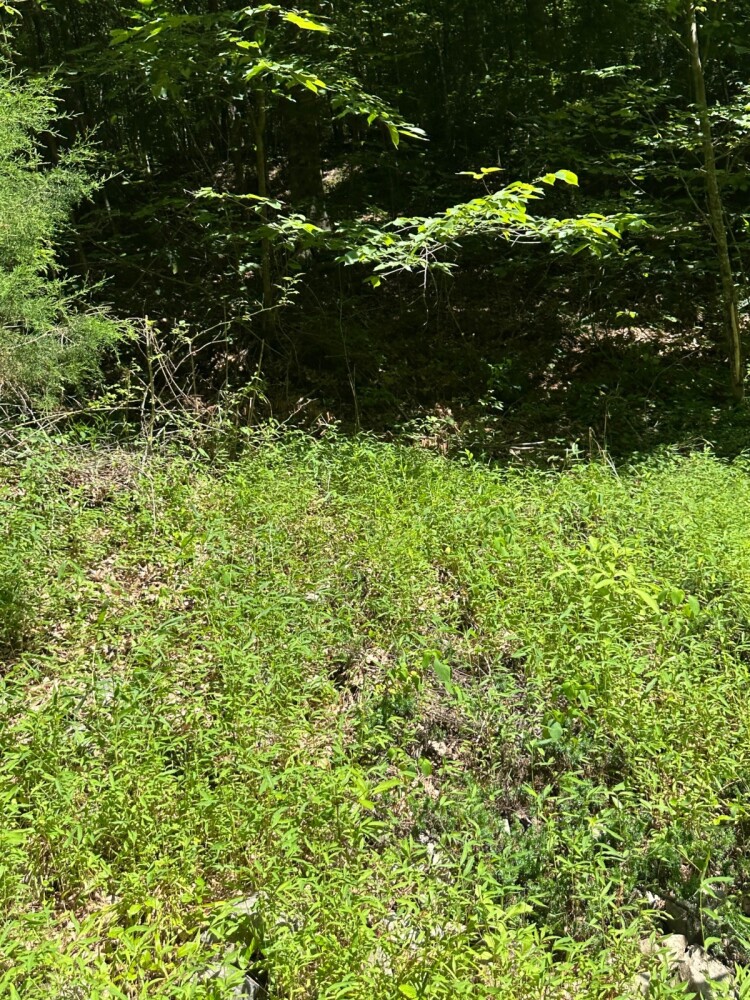 Land for Sale in Casey County, KY (28 of 34)