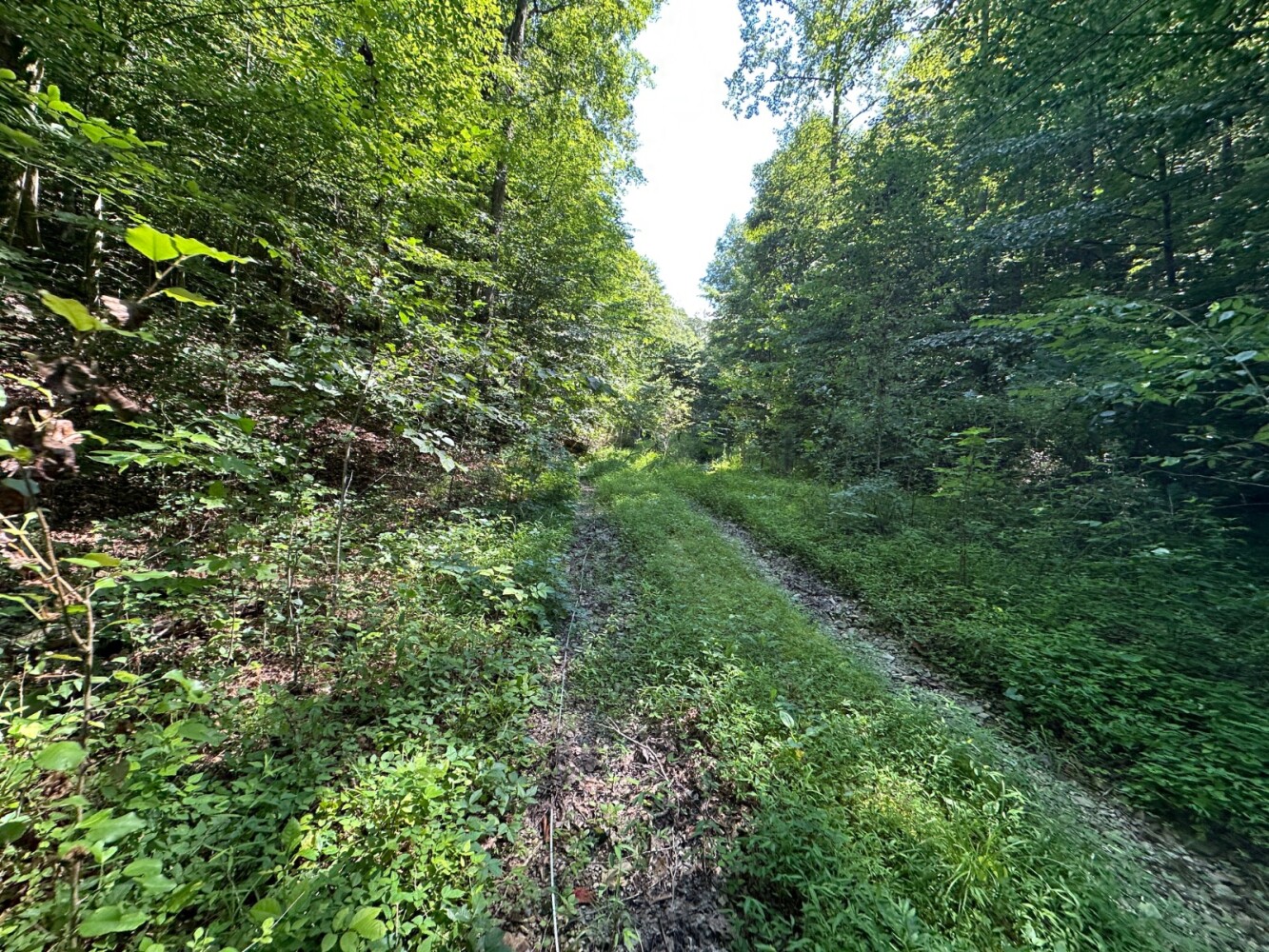 Land for Sale in Casey County, KY (30 of 34)