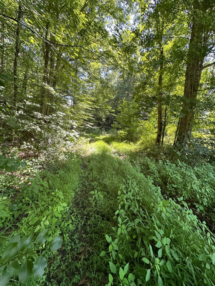 Land for Sale in Casey County, KY (31 of 34)