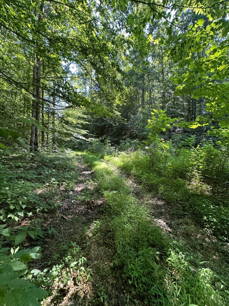 Land for Sale in Casey County, KY (32 of 34)