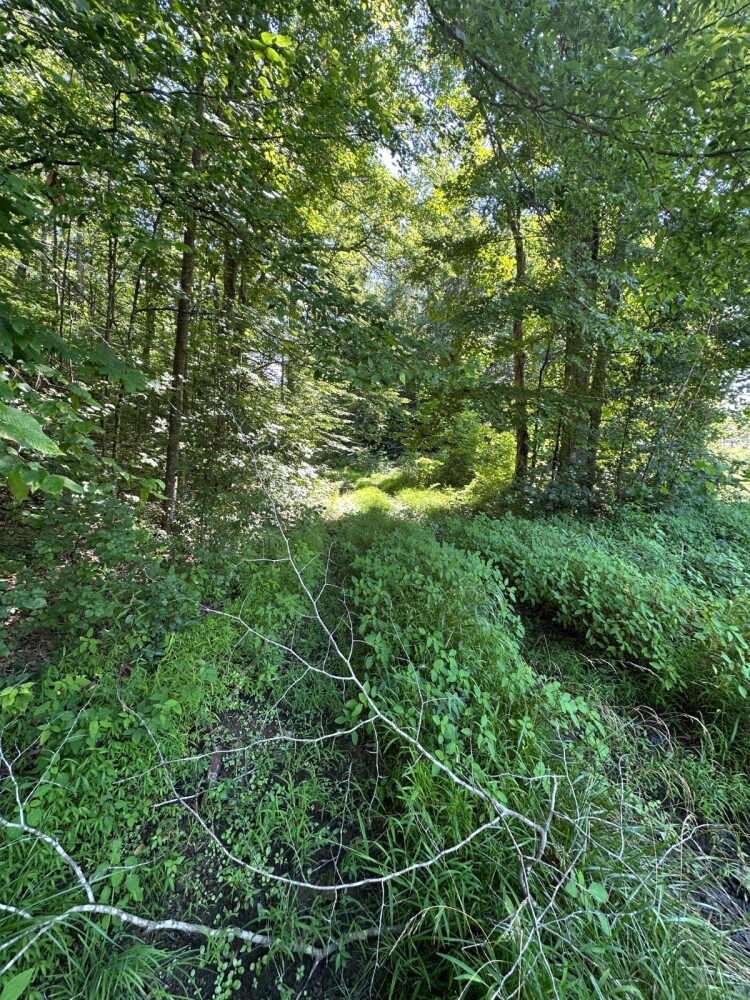 Land for Sale in Casey County, KY (33 of 34)