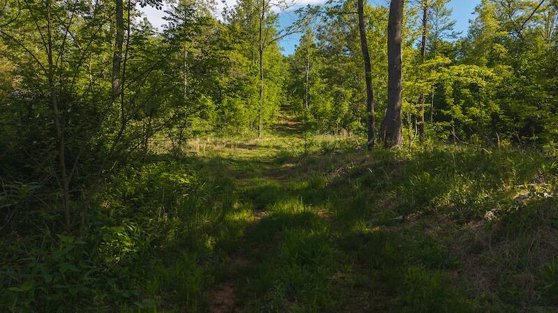 Land for Sale in Wilkes County, NC (6 of 24)