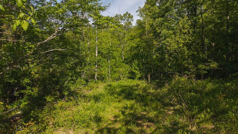Land for Sale in Wilkes County, NC (7 of 24)