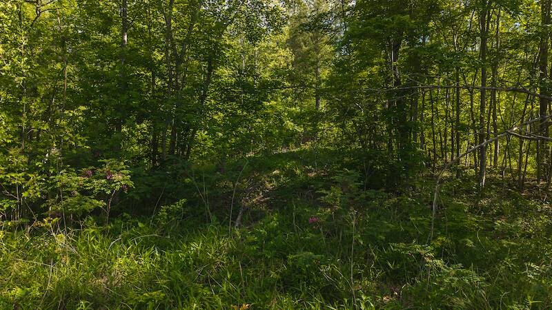Land for Sale in Wilkes County, NC (9 of 24)