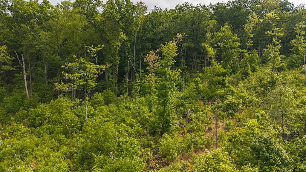 Land for Sale in Wilkes County, NC (17 of 24)