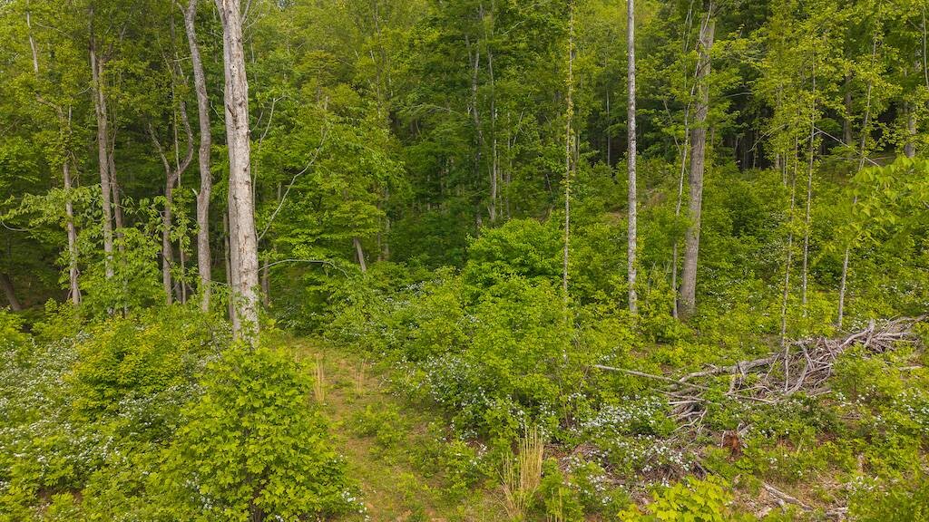 Land for Sale in Wilkes County, NC (19 of 24)
