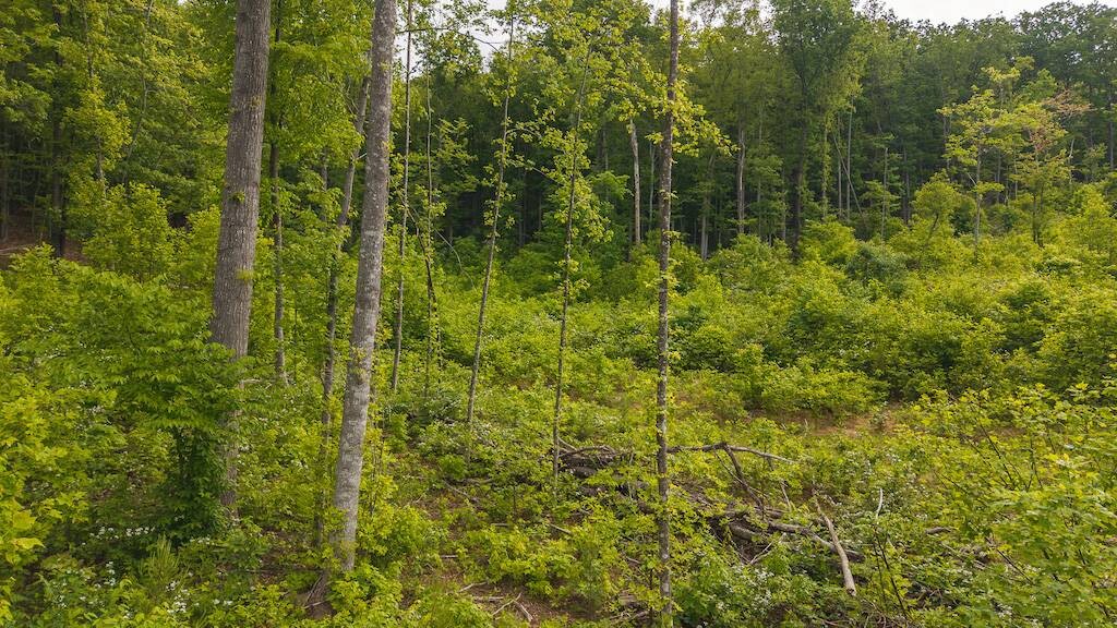 Land for Sale in Wilkes County, NC (20 of 24)
