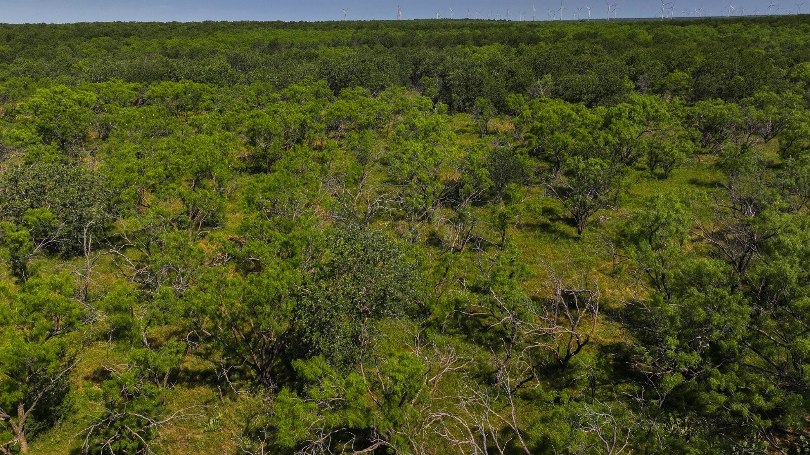 Land for Sale in Young County, TX (18 of 67)
