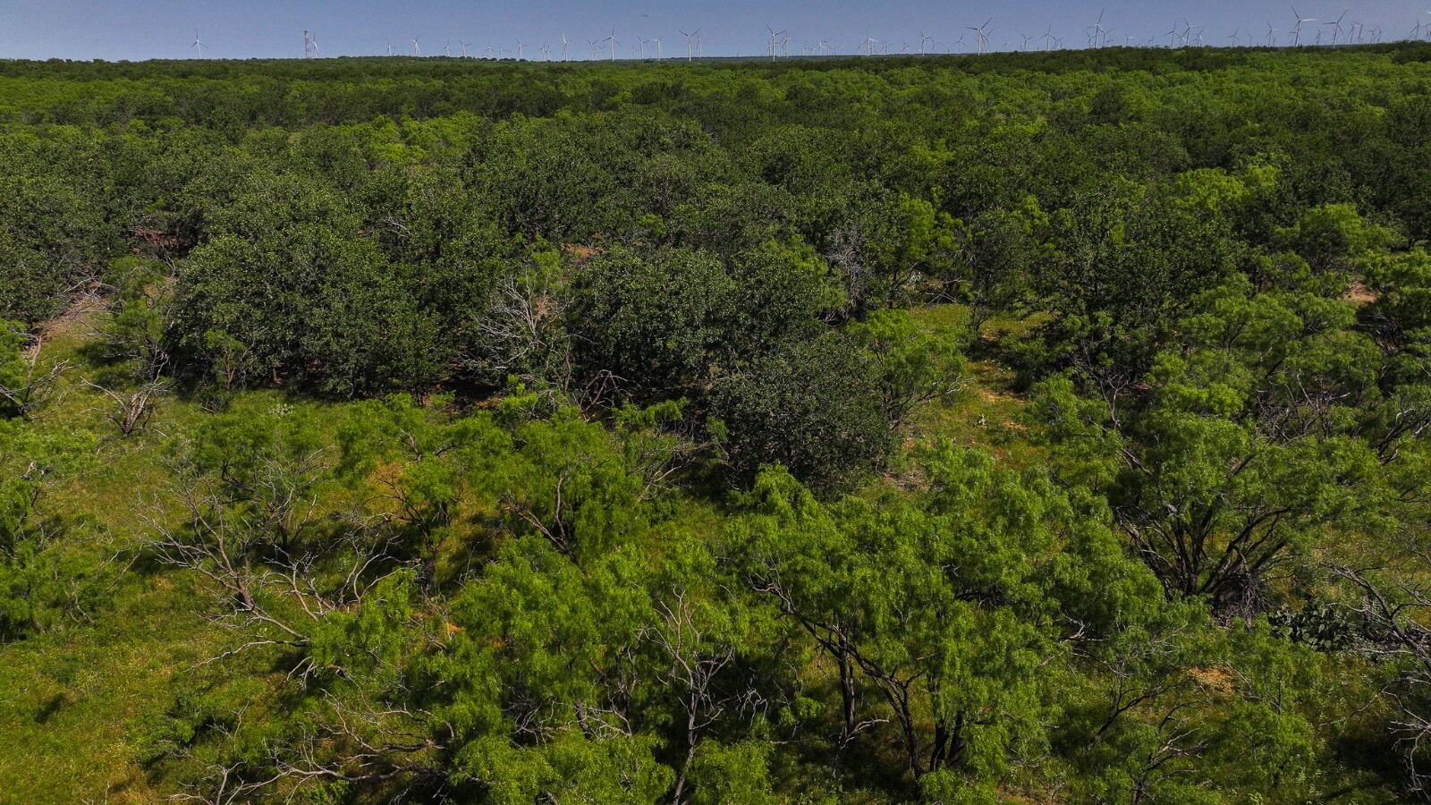 Land for Sale in Young County, TX (19 of 67)