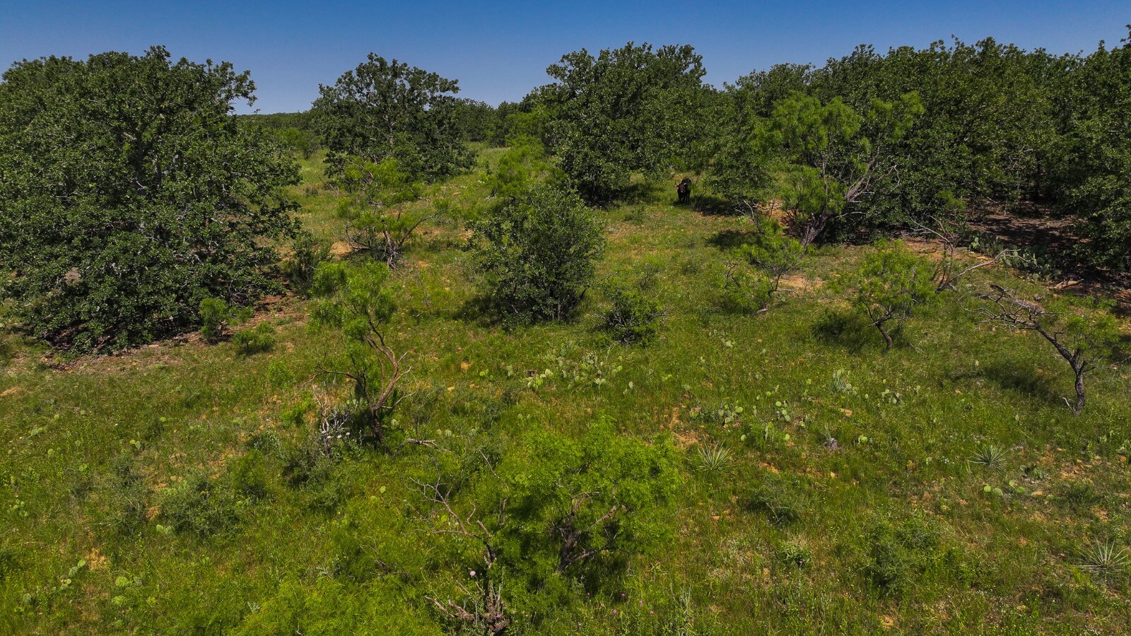 Land for Sale in Young County, TX (32 of 67)