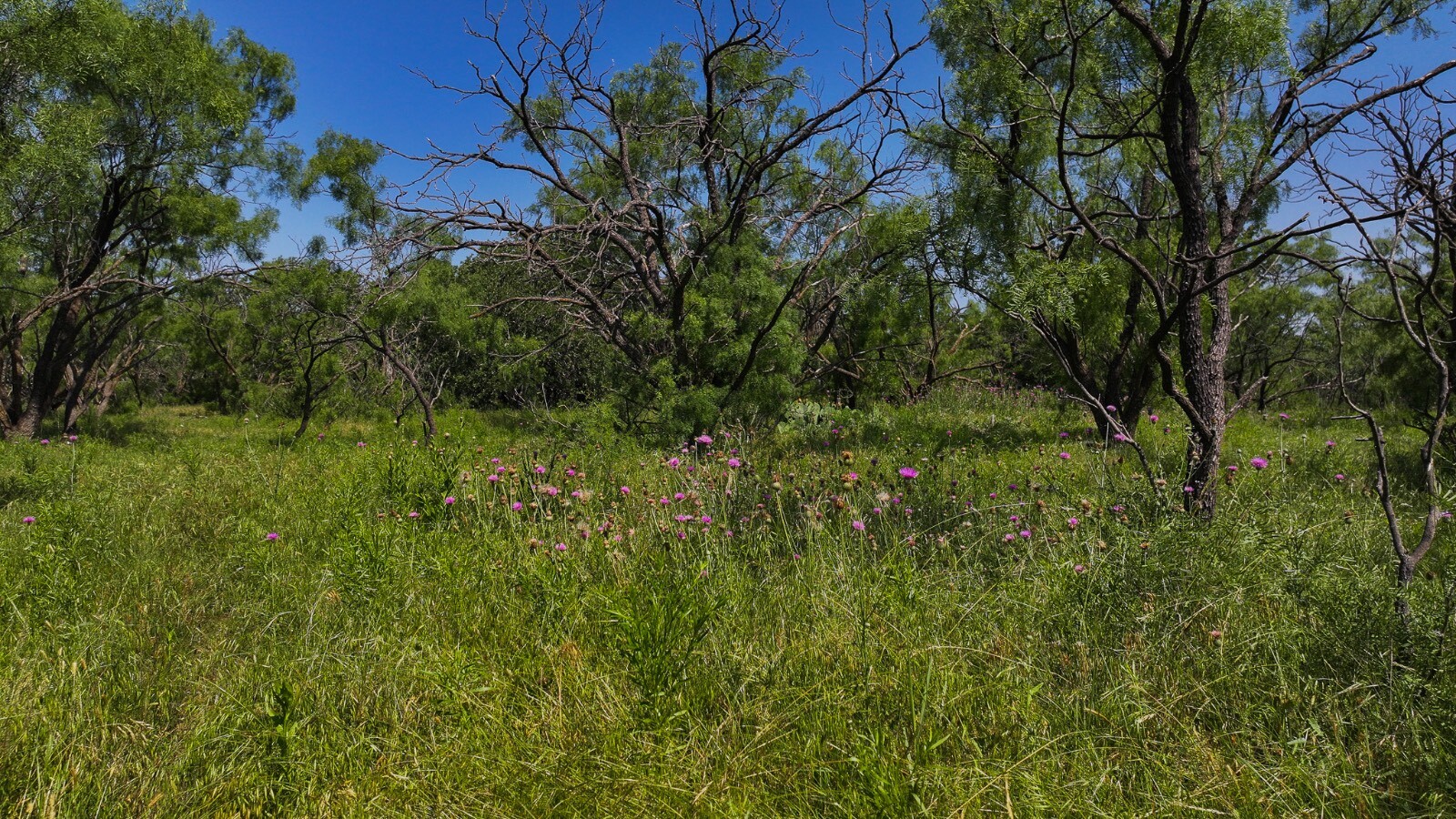 Land for Sale in Young County, TX (37 of 67)