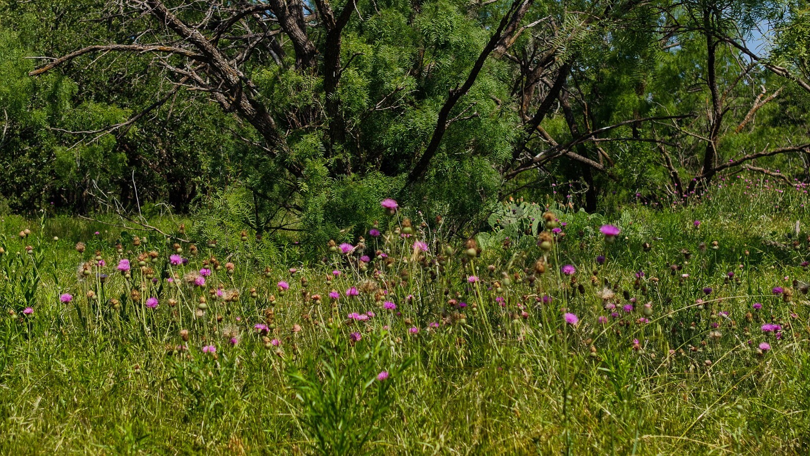 Land for Sale in Young County, TX (38 of 67)